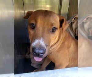 American Staffordshire Terrier-Unknown Mix Dogs for adoption in San Antonio, TX, USA