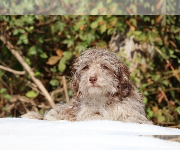 Medium Photo #12 ShihPoo Puppy For Sale in DYERSBURG, TN, USA