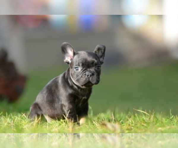 Medium Photo #9 French Bulldog Puppy For Sale in Kiskoros, Bacs-Kiskun, Hungary