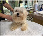 Arth (NOT YET AVAILABLE) - Male Maltese Dog for Adoption - Small photo