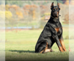 Small Photo #1 Doberman Pinscher Puppy For Sale in PACE, FL, USA
