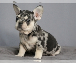 French Bulldog Puppy for sale in BOSTON, MA, USA