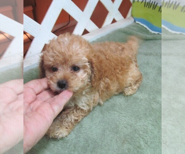 Medium Photo #6 Cavapoo Puppy For Sale in RATTAN, OK, USA