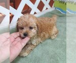 Small #5 Cavapoo