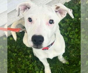 Sheprador Dogs for adoption in Laramie, WY, USA