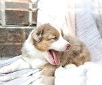 Small Photo #3 Australian Shepherd Puppy For Sale in CHARLESTOWN, IN, USA