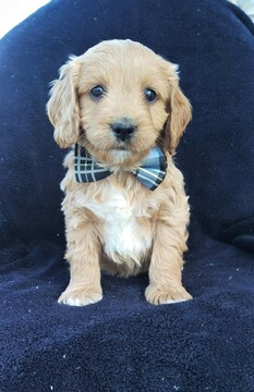 Medium Photo #7 Cock-A-Poo Puppy For Sale in LANCASTER, PA, USA