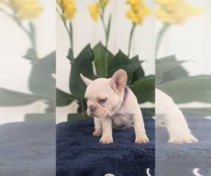 French Bulldog Puppy for sale in GOSHEN, IN, USA