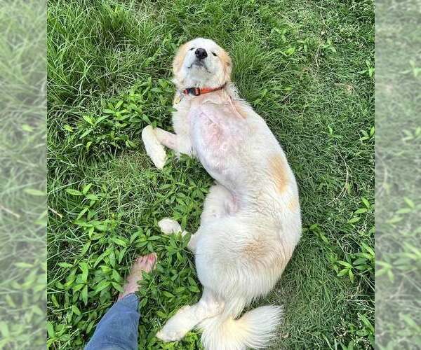 Medium Photo #2 Great Pyrenees-Unknown Mix Puppy For Sale in Dallas, TX, USA