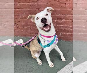 Mutt Dogs for adoption in San Francisco, CA, USA