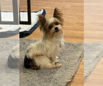 Small #3 Mutt