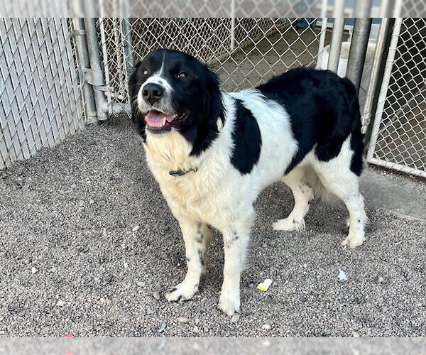 Medium Photo #5 Border Collie-Great Pyrenees Mix Puppy For Sale in Webster, WI, USA