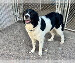 Small #4 Border Collie-Great Pyrenees Mix
