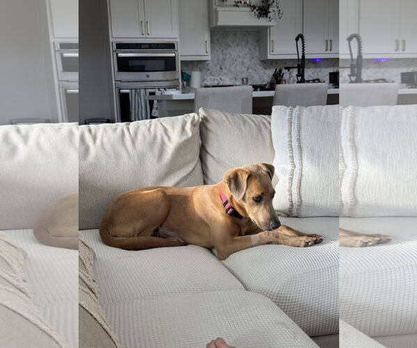 Medium Photo #4 Unknown-Weimaraner Mix Puppy For Sale in Rosenberg, TX, USA