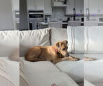 Small #3 Weimaraner Mix