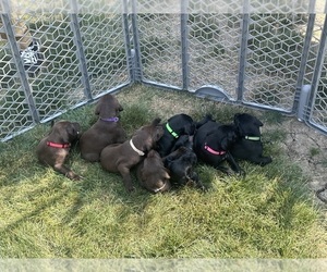 Pudel Pointer Puppy for Sale in OAK HARBOR, Ohio USA