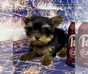 Yorkshire Terrier Puppy for sale in AZLE, TX, USA