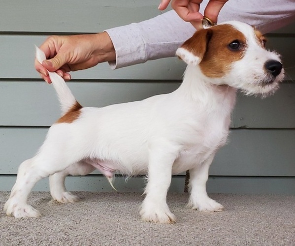 Medium Photo #2 Jack Russell Terrier Puppy For Sale in CHAPEL HILL, NC, USA
