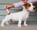 Small Photo #2 Jack Russell Terrier Puppy For Sale in CHAPEL HILL, NC, USA