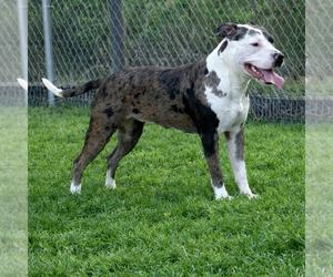 Mutt Dogs for adoption in Boston, MA, USA