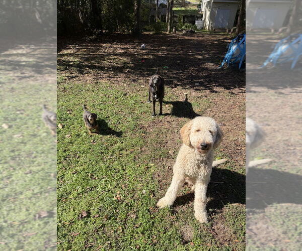 Medium Photo #2 Golden Retriever-Unknown Mix Puppy For Sale in Raleigh, NC, USA