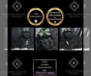 Goldendoodle (Miniature) Puppy for sale in WARSAW, IN, USA