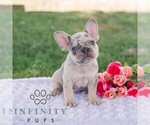 Small #2 French Bulldog
