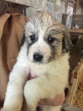 Medium Photo #1 Great Pyrenees Puppy For Sale in SIDNEY, OH, USA