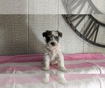 Small #5 Schnauzer (Miniature)