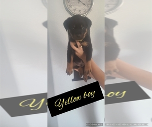 Rottweiler Puppy for sale in MARICOPA, AZ, USA