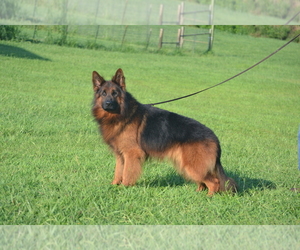 German Shepherd Dog Puppy for Sale in CHRISNEY, Indiana USA