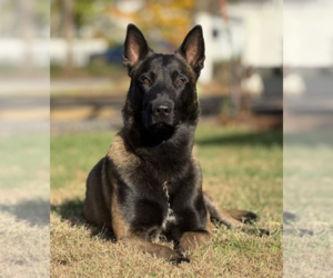 Father of the Belgian Malinois puppies born on 04/29/2026