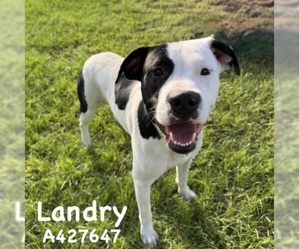 Medium Photo #2 Mutt Puppy For Sale in Conroe, TX, USA