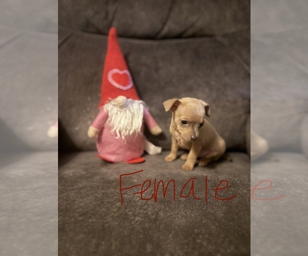 Medium Photo #1 Chihuahua Puppy For Sale in ARAB, AL, USA