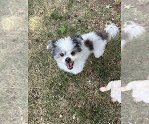 Cooper - Male Shiranian Dog for Adoption - Photo #3