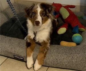 Miniature Australian Shepherd Puppy for Sale in JACKSONVILLE, Florida USA