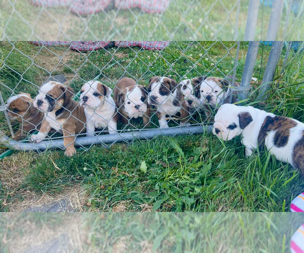 Medium Photo #7 English Bulldog Puppy For Sale in SALEM, OR, USA