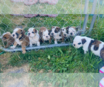 Small #6 English Bulldog