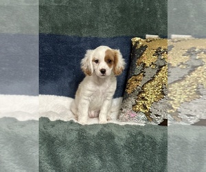 Cavapoo (Miniature) Puppy for sale in GREENVILLE, MO, USA