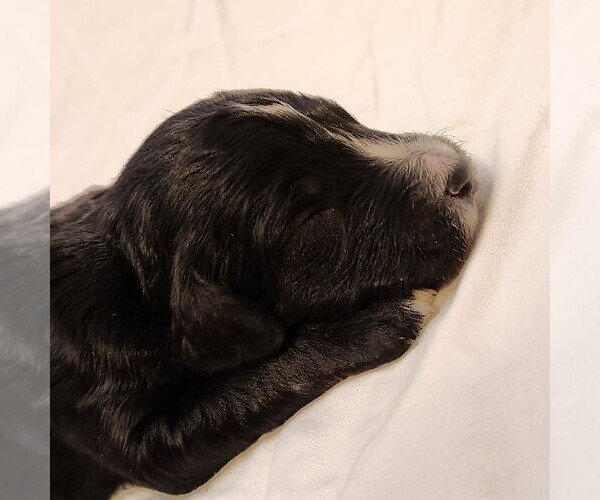 Medium Photo #6 F2 Aussiedoodle Puppy For Sale in COLUMBIA, TN, USA