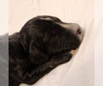 Small #5 F2 Aussiedoodle