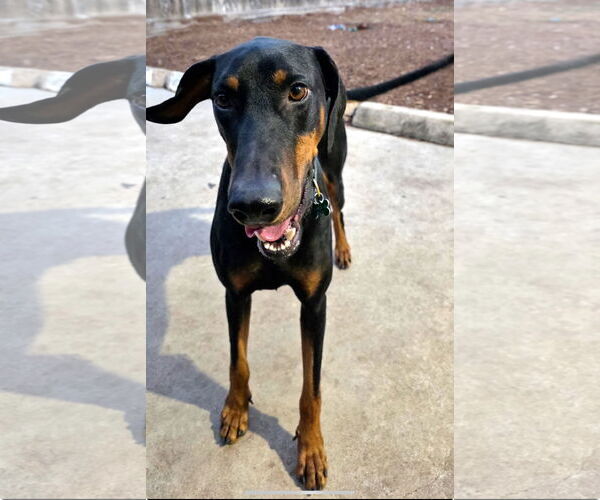 Medium Photo #1 Doberman Pinscher Puppy For Sale in Houston, TX, USA