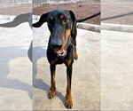Small Doberman Pinscher