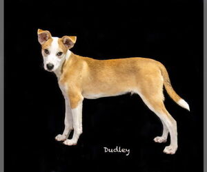 Mutt Dogs for adoption in Hot Springs Village, AR, USA