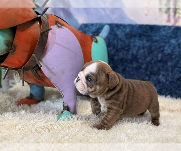 Medium Photo #3 English Bulldog Puppy For Sale in OOLOGAH, OK, USA