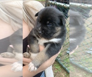 German Shepherd Dog-Siberian Husky Mix Puppy for sale in VANCOUVER, WA, USA
