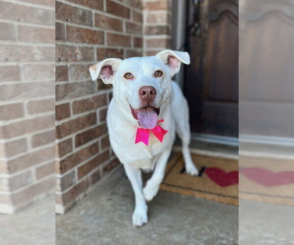 Medium Photo #3 Mutt Puppy For Sale in FRAMINGHAM, MA, USA