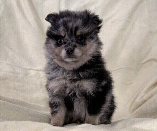 Medium Photo #1 Pomeranian Puppy For Sale in OWEN, WI, USA