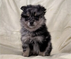 Pomeranian Puppy for sale in OWEN, WI, USA