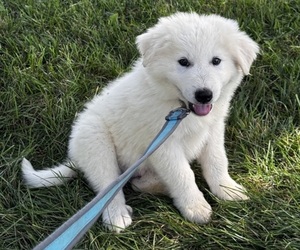 Great Pyrenees Puppy for sale in CANOGA, NY, USA